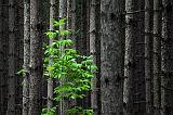 Alone In A Deep Dark Forest Of Pines_04787